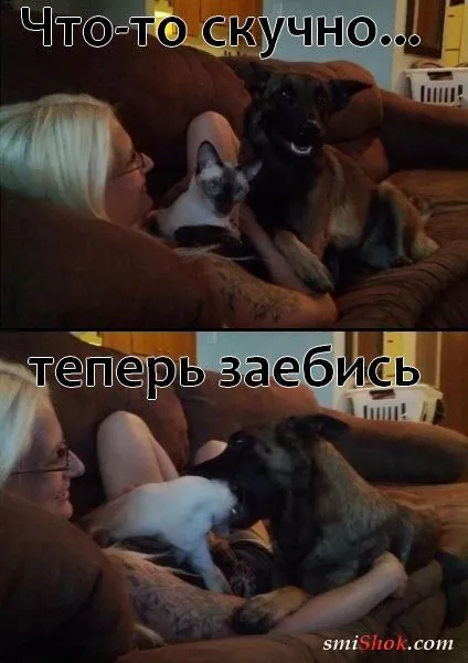 Смотри прикольные картинки Смотри прикольные картинки