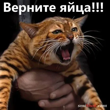Смотри прикольные картинки Смотри прикольные картинки