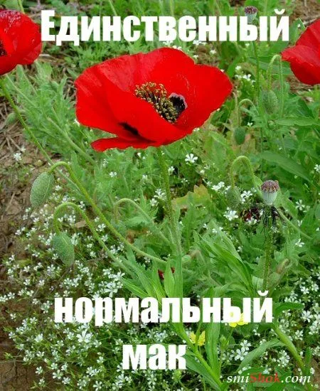 Юмор и фото приколы, для всех всех Юмор и фото приколы, для всех всех