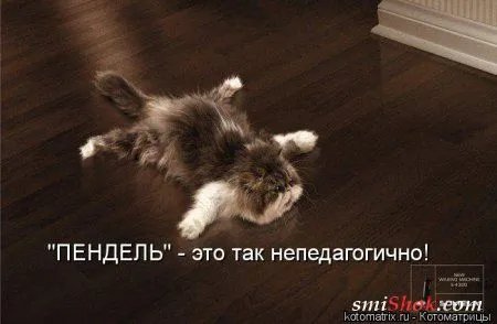 Свеженькие котомашки