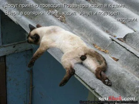 Свеженькие котомашки