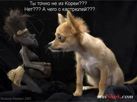 Свеженькие котомашки