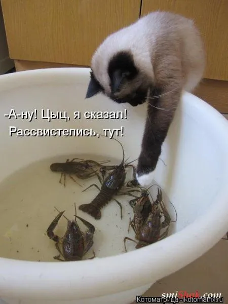Свеженькие котомашки