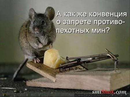 Свеженькие котомашки