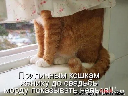 Свеженькие котомашки