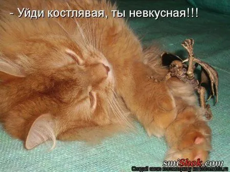 Свеженькие котомашки