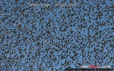 Свеженькие котомашки