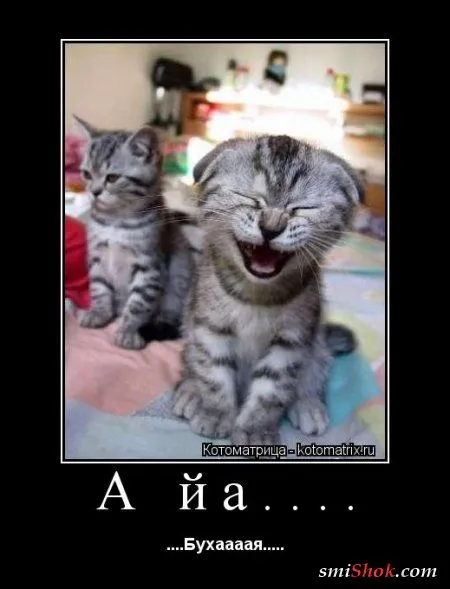 Свеженькие котомашки