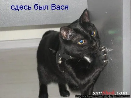 Свеженькие котомашки