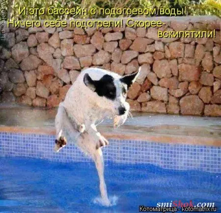 Свеженькие котомашки