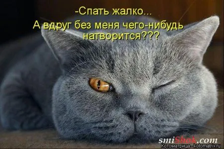 Свеженькие котомашки