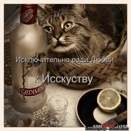 Свеженькие котомашки