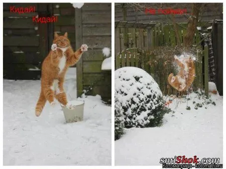 Свеженькие котомашки