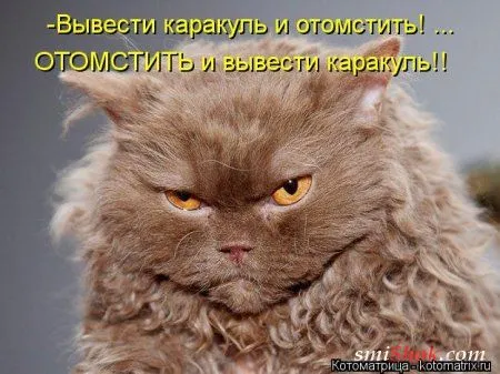 Свеженькие котомашки