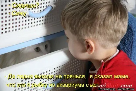 Свеженькие котомашки