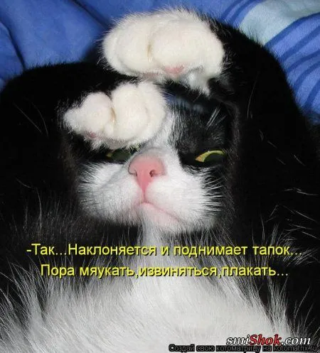 Свеженькие котомашки
