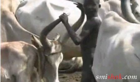 Как племя Динко в Африке добывает молоко?