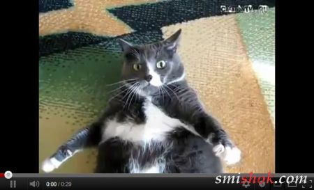 Смешной толстый кот сильно злится