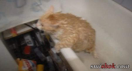 Тима Давай!!! или Кот не может выбраться из ванной