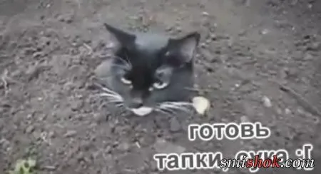 Чувак закопал Кота