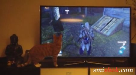 Кот играет с Assasin's Creed
