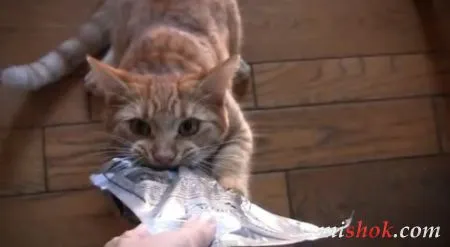 Кот вцепился в пакет