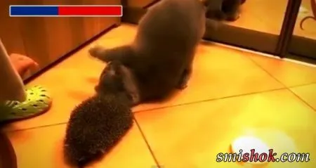 Кот трётся об ежа