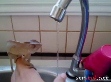 Хамелеон моет руки