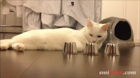 Наперстки с котом