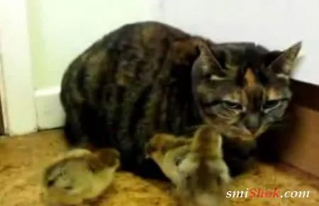 Загнали в угол кота