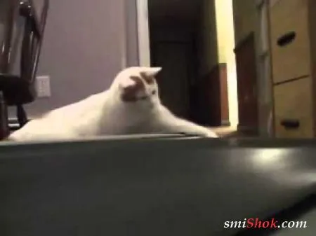 Котейки и беговая дорожка