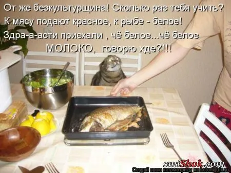 Котоматрицы это прикольные фото котов с надписями