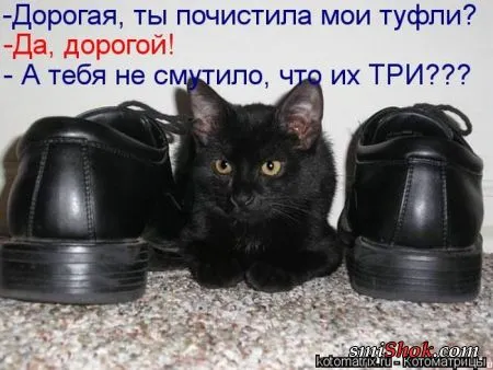 Котоматрицы это прикольные фото котов с надписями