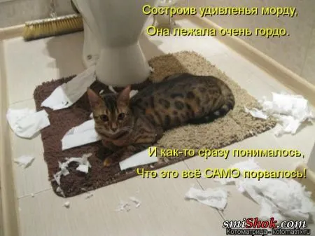 Котоматрицы это прикольные фото котов с надписями
