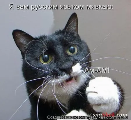 Котоматрицы это прикольные фото котов с надписями
