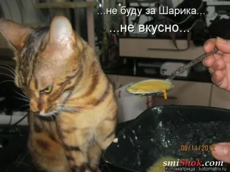 Котоматрицы это прикольные фото котов с надписями