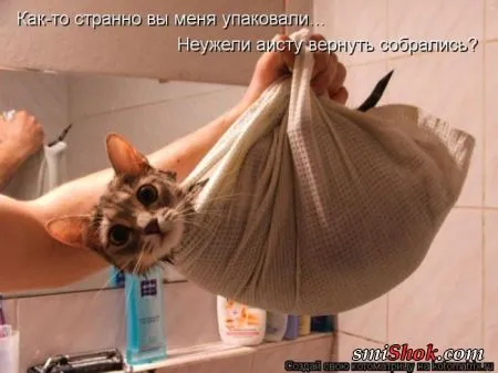 Котоматрицы это прикольные фото котов с надписями