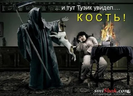 Котоматрицы это прикольные фото котов с надписями