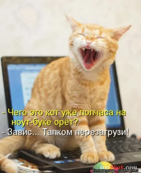 Котоматрицы это прикольные фото котов с надписями