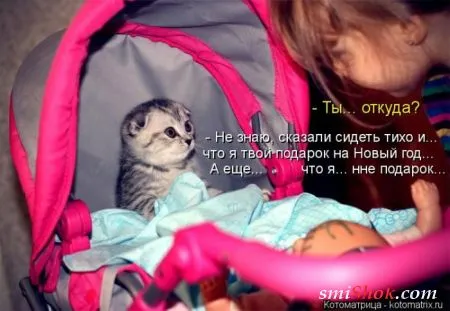 Котоматрицы это прикольные фото котов с надписями