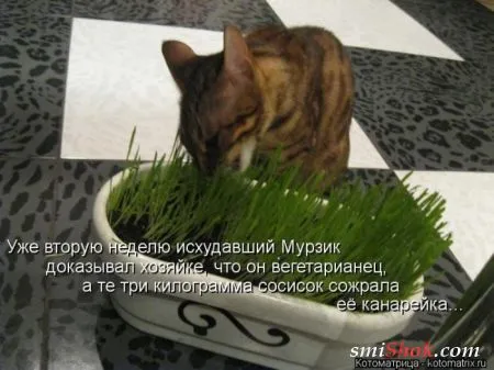Котоматрицы это прикольные фото котов с надписями