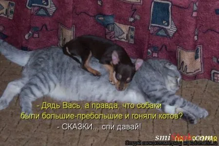 Котоматрицы это прикольные фото котов с надписями