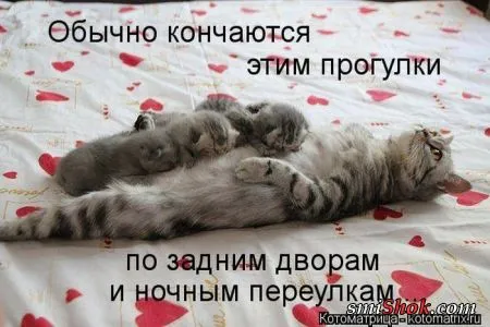 Котоматрицы это прикольные фото котов с надписями