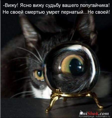 Котоматрицы это прикольные фото котов с надписями