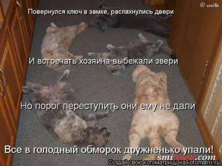 Котоматрицы это прикольные фото котов с надписями