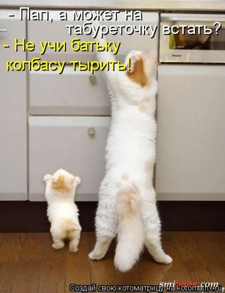 Котоматрицы это прикольные фото котов с надписями
