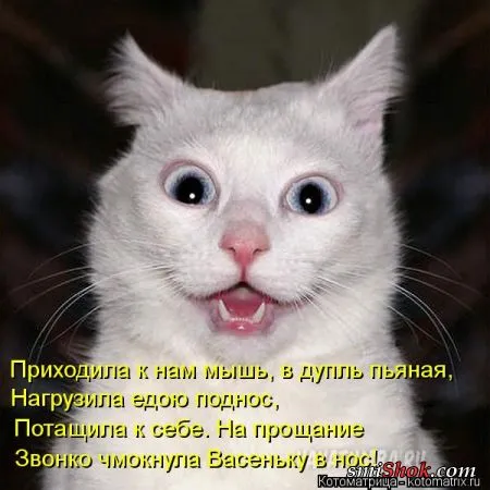 Котоматрицы это прикольные фото котов с надписями