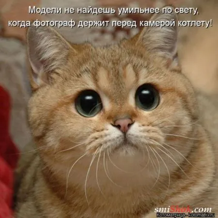 Котоматрицы это прикольные фото котов с надписями