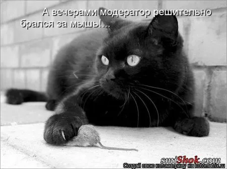 Котоматрицы это прикольные фото котов с надписями