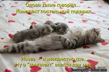 Котоматрицы это прикольные фото котов с надписями